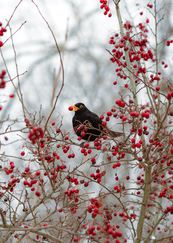 common blackbird eating
