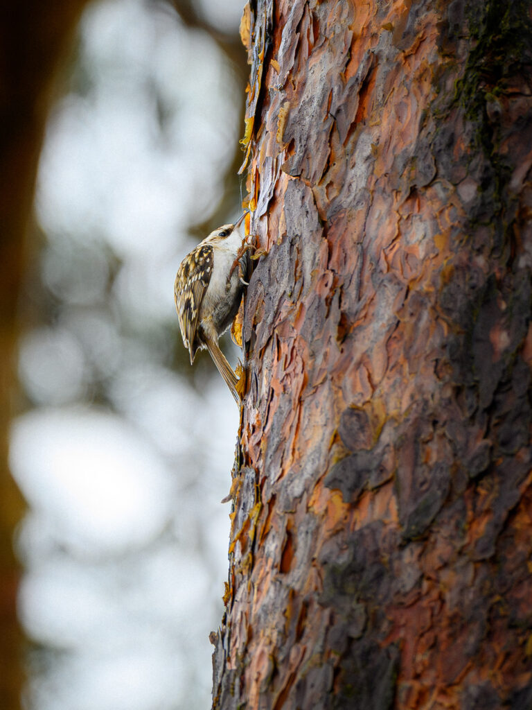 eurasian treecreeper