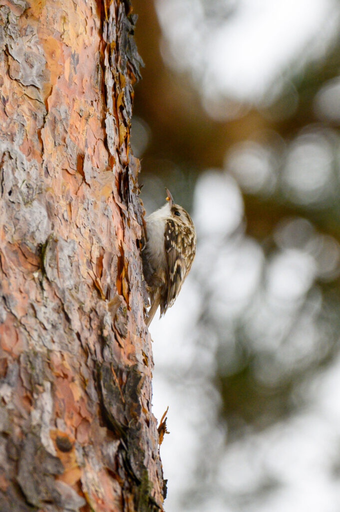 eurasian treecreeper