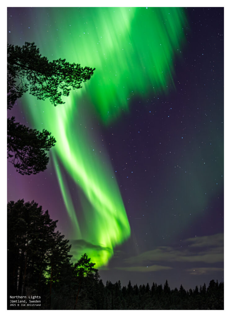 northern lights in the forest