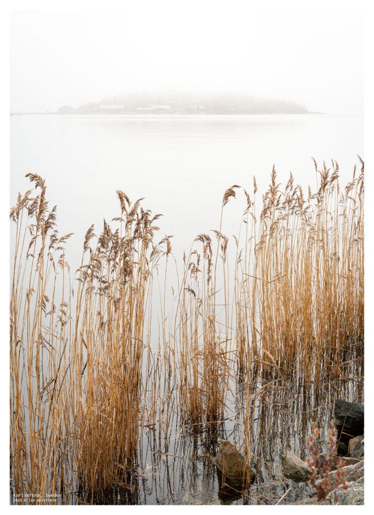 reeds in fog
