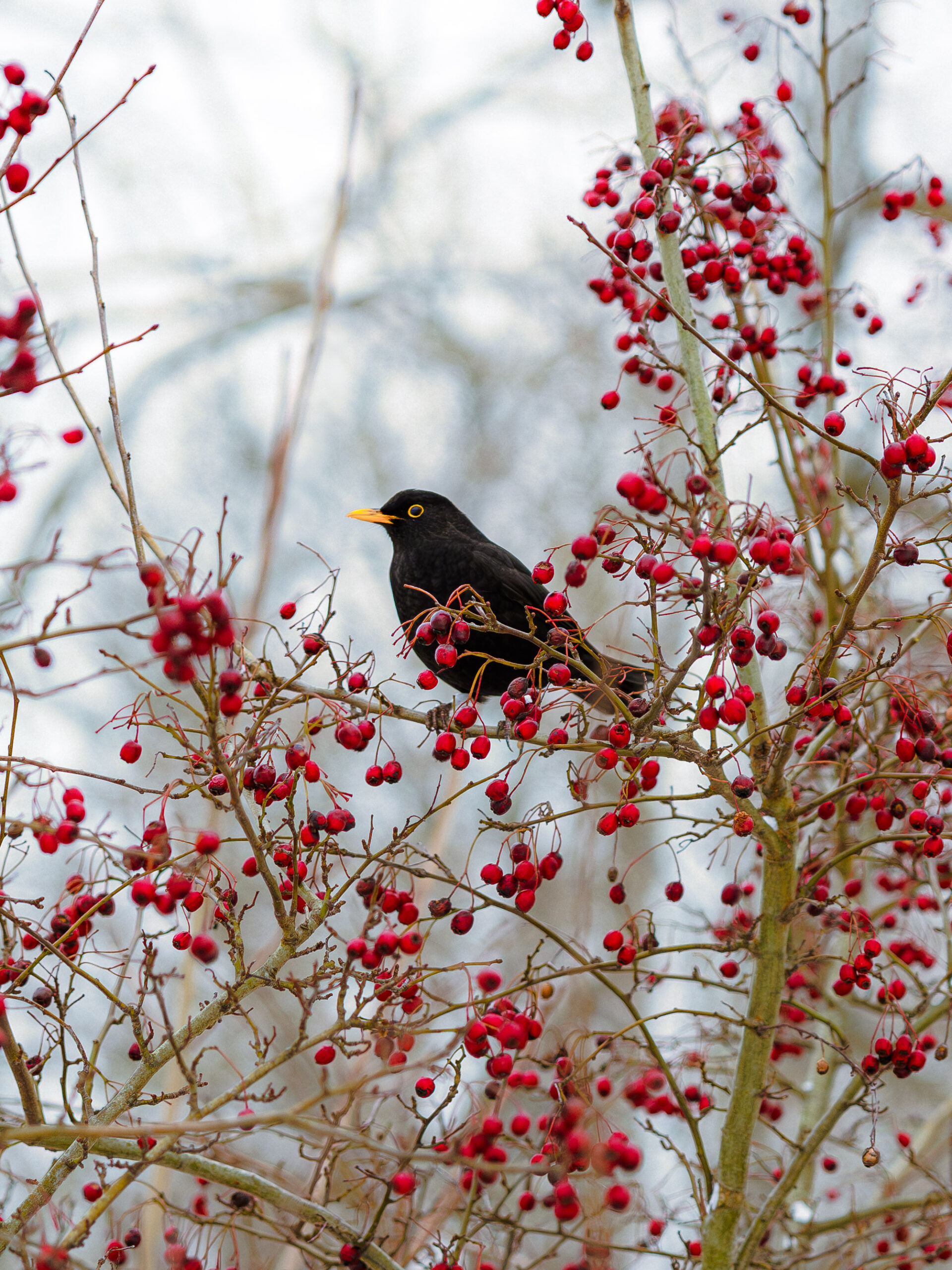 Eurasian blackbird