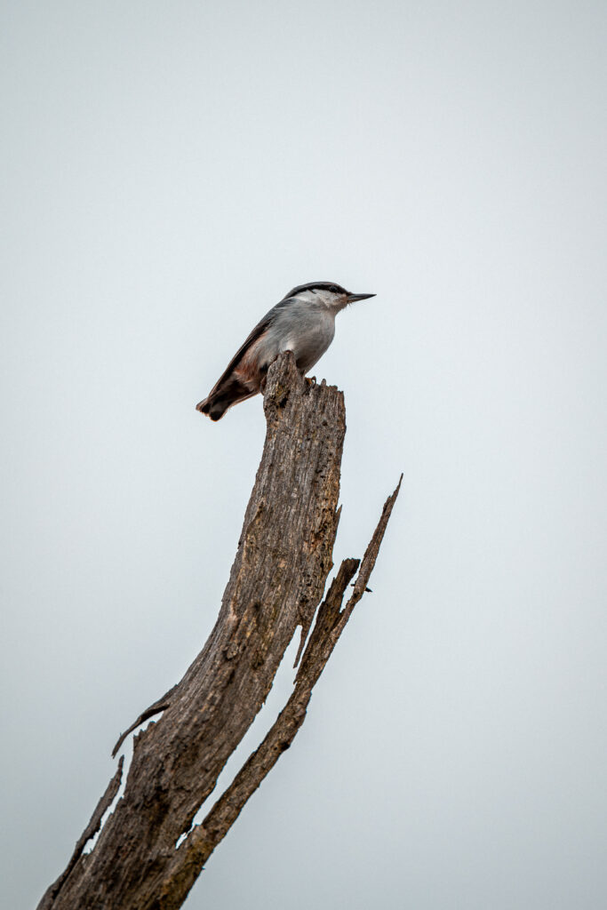 eurasian nuthatch on a stick