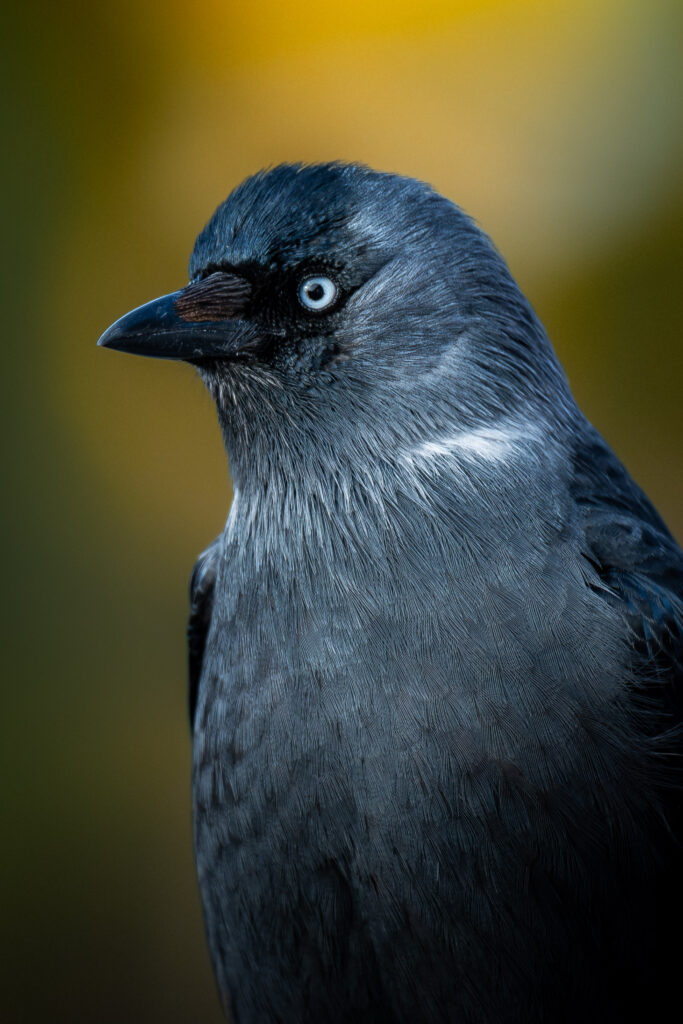 jackdaw profile