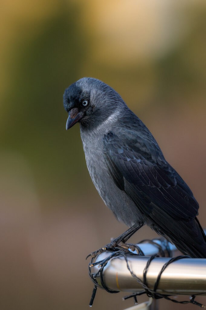 jackdaw on a metal fence