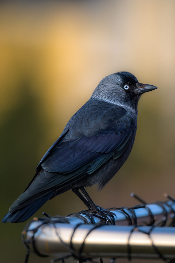 jackdaw on a metal fence