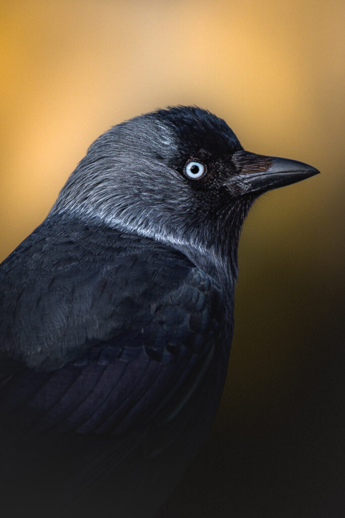 jackdaw profile