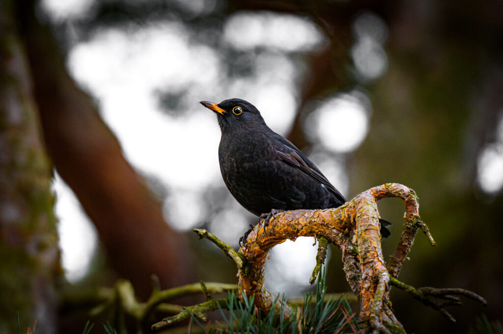 Common blackbird on a branch