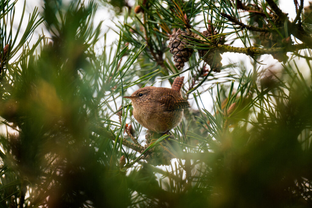 eurasian wren in a tree