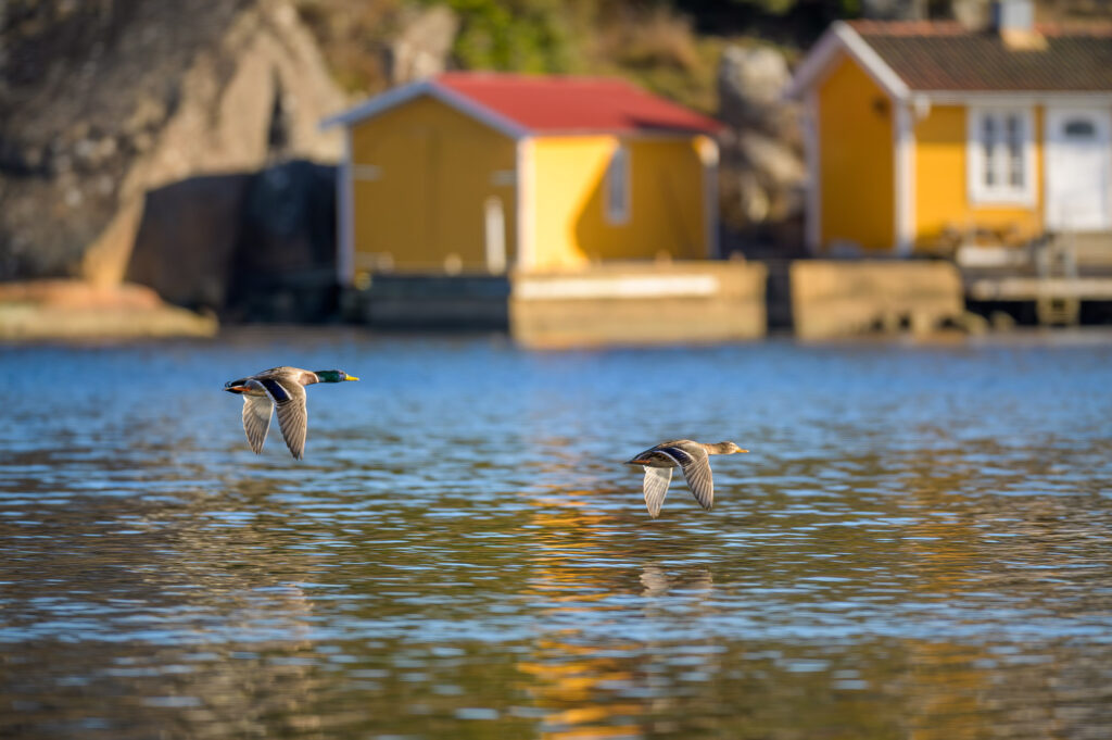 mallards flying just over the surface
