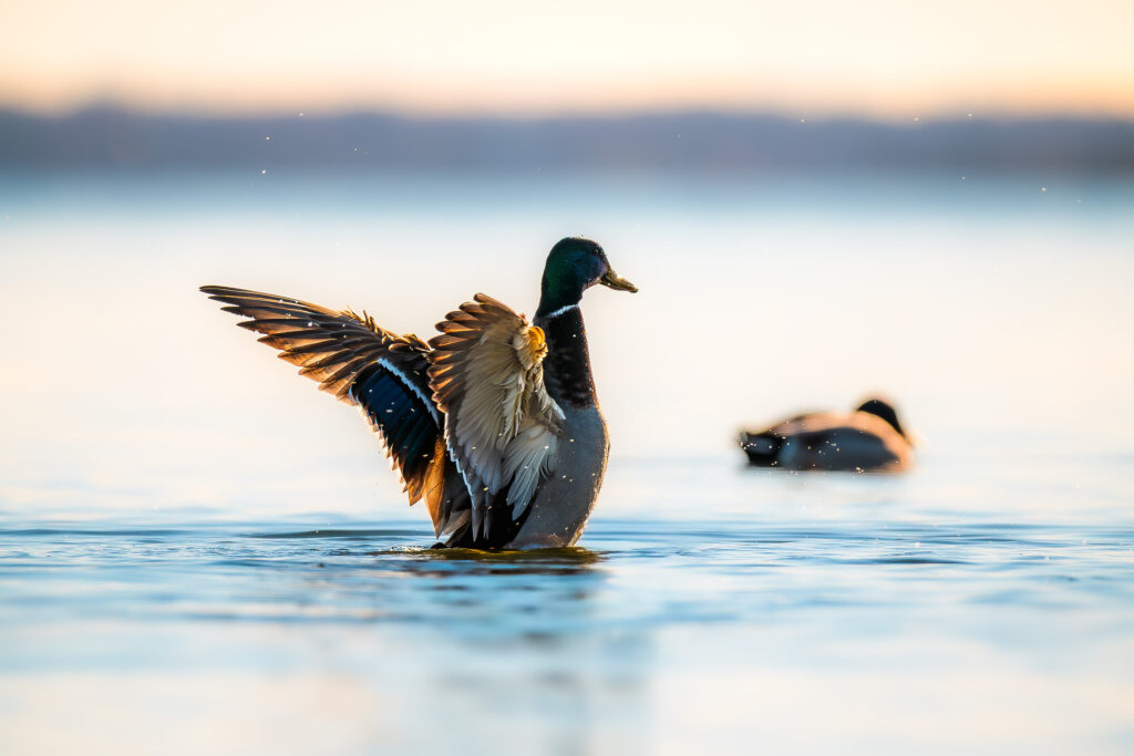 mallard flapping its wings in the water