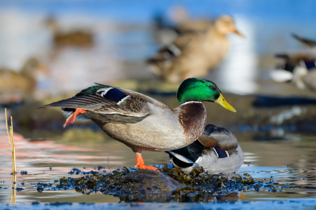 male mallard stretching one leg