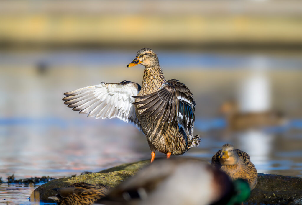 female mallard flapping its wings