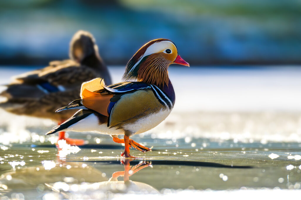 Mandarin duck on the ice