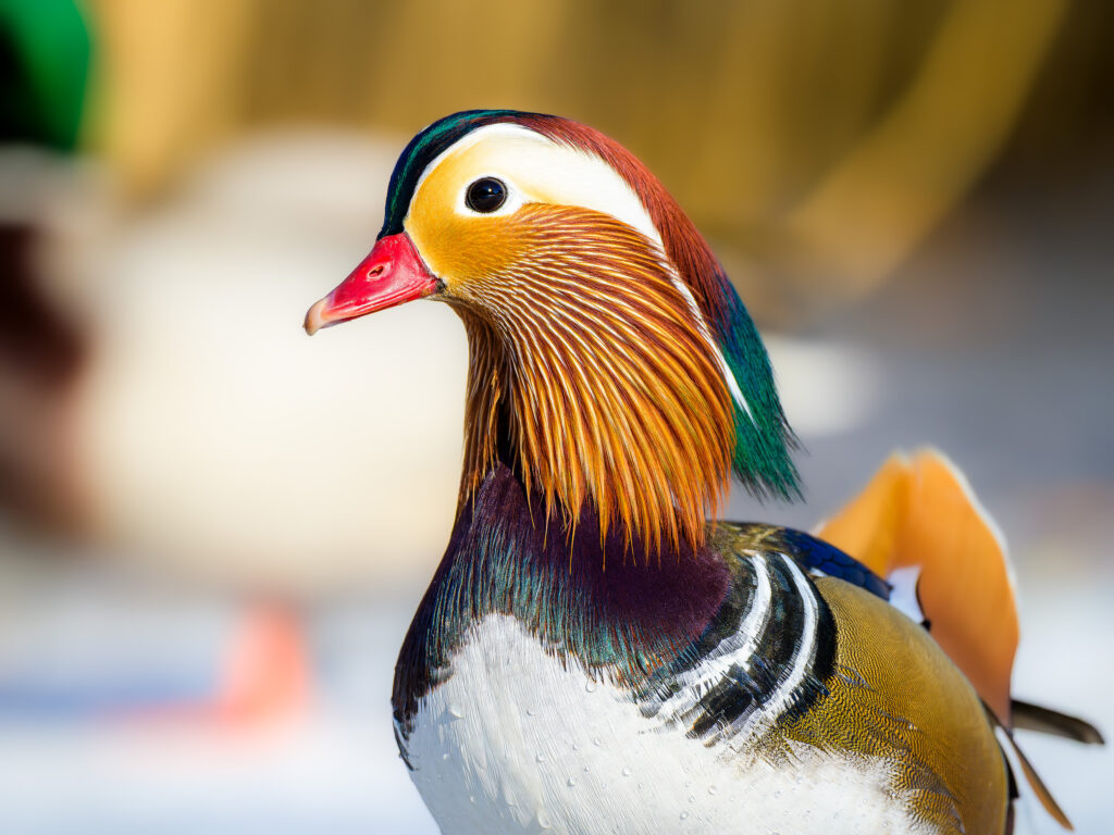 Mandarin duck profile