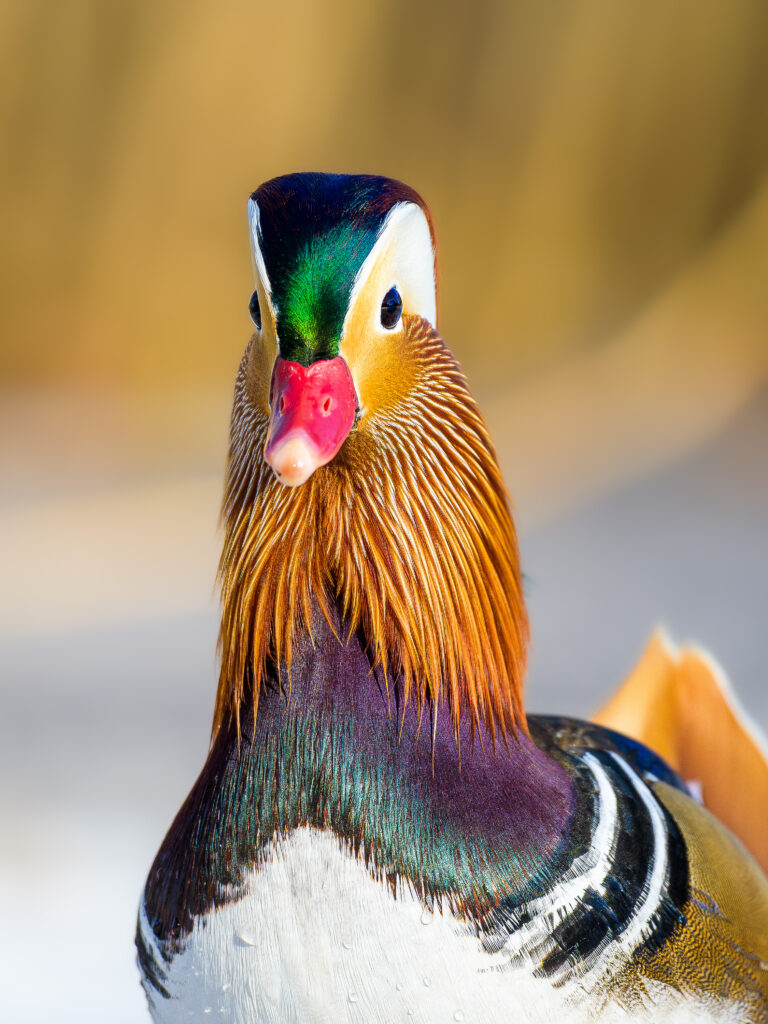 Mandarin duck profile