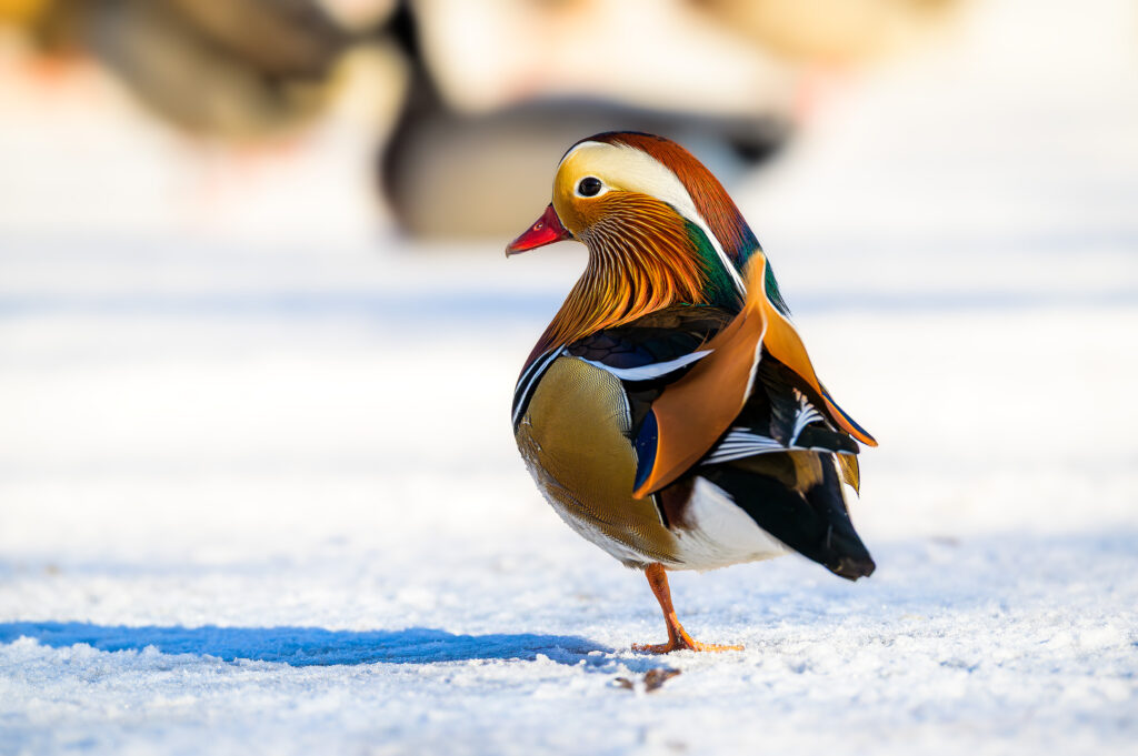 Mandarin duck on one leg on the ice