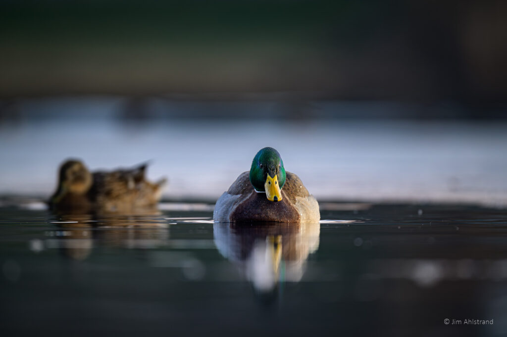 Mallard