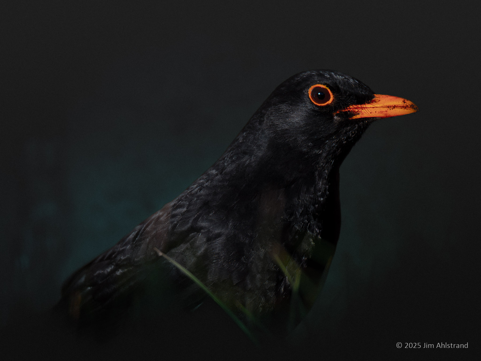 Blackbird profile