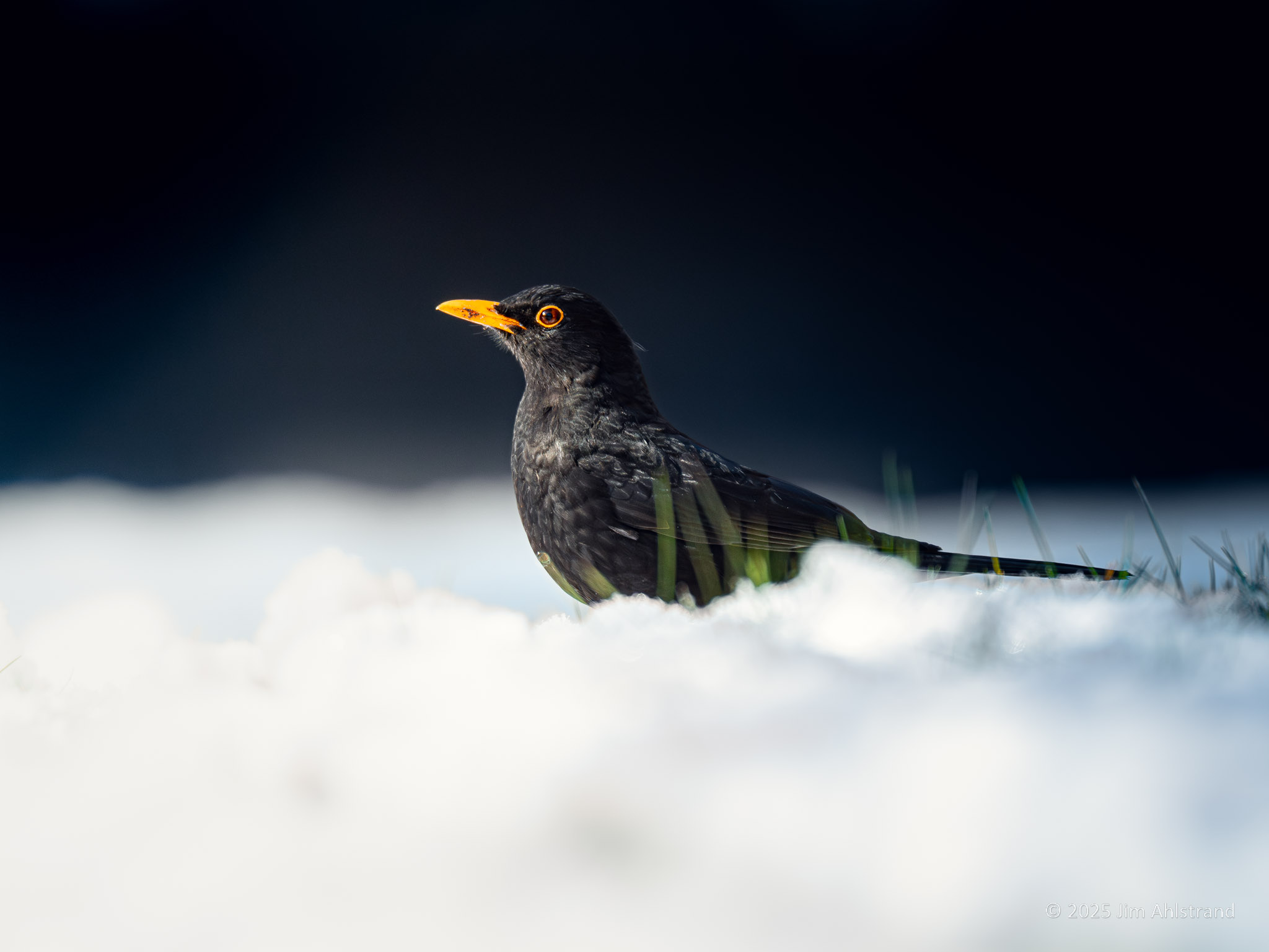 Blackbird in snow