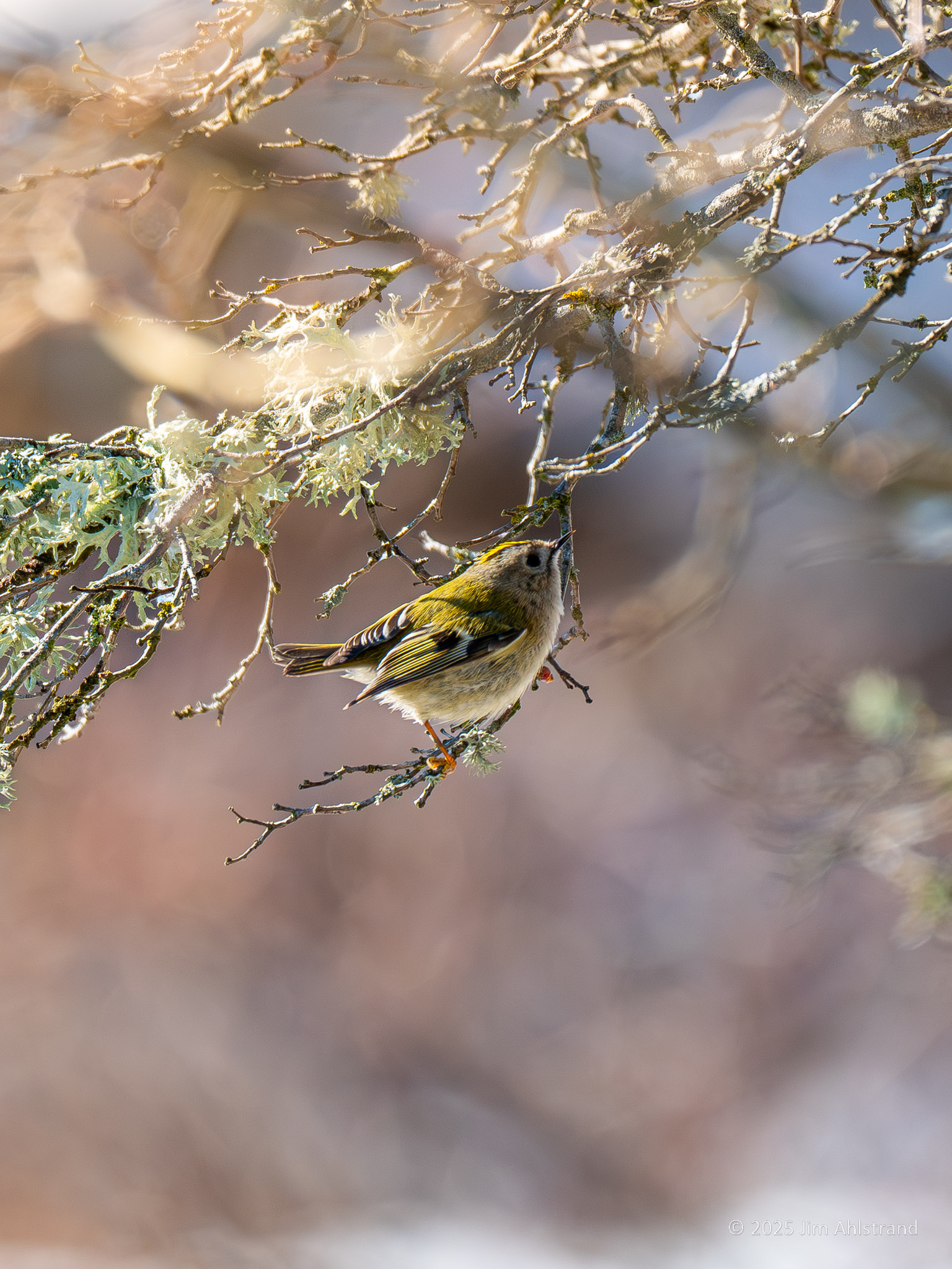 Goldcrest