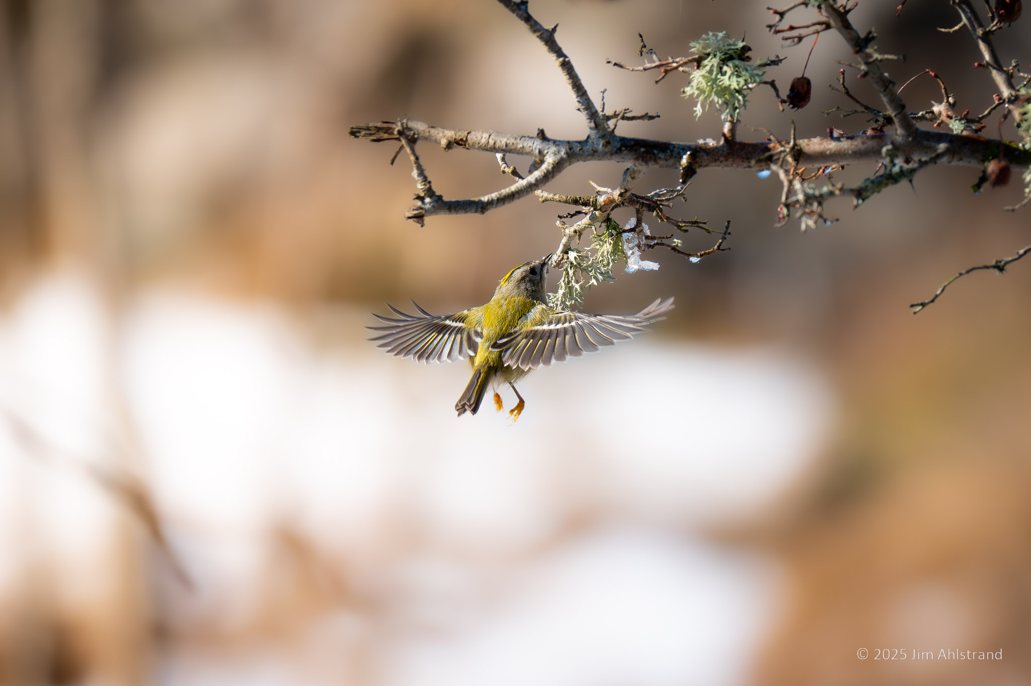 a goldcrest in flight