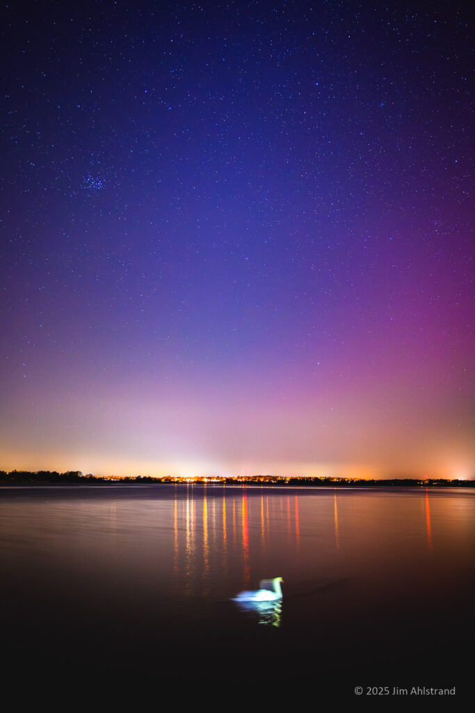 swan swimming under the night sky